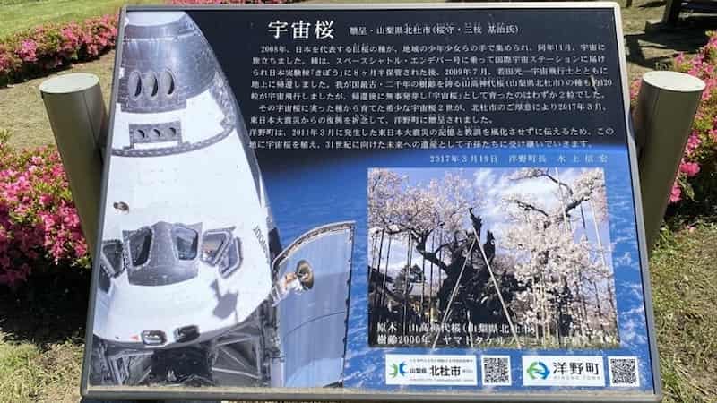 宇宙桜　説明　岩手県の道の駅