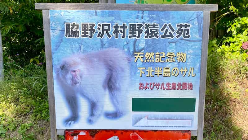脇野沢村野猿公苑 道の駅わきのさわ 道の駅ブログ